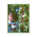 COURTLAND APPLE BOOKMARKS postcards