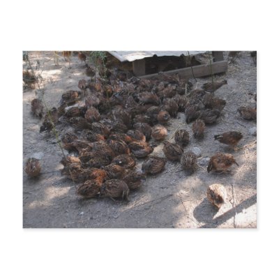Covey of Bobwhite Quail Covey of Bobwhite Quail