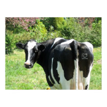 Cow 52 is Looking at You Photo Poster Art posters