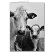 Cow and calf cards by photocatseyes Cow and calf cards