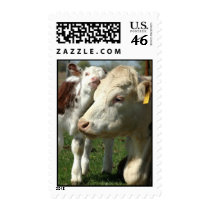 Cow and Calf: Love you Mom! postage