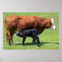 Cow And Calf Poster