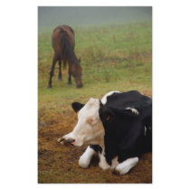 Cow and horse stationery design