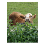 Cow and stinging nettles post cards