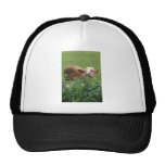 Cow and stinging nettles trucker hats