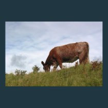 Cow at Caisteal Uisdein posters