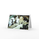Cow Babies Card