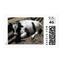 cow,baby postage