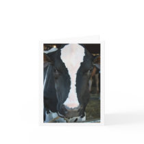 Cow Blank Card