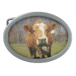 Cow Buckle 