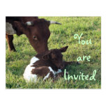 Cow & calf Postcard/invitation-customize