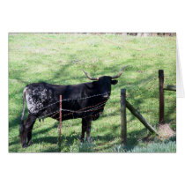 Cow cards