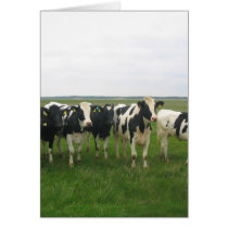Cow cards by clarabellesbarn Cow cards