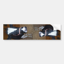 Cow Close Up Portrait Bumper Sticker