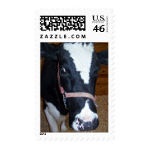 Cow Close Up Portrait postage by thekingchivas Cow Close Up Portrait postage
