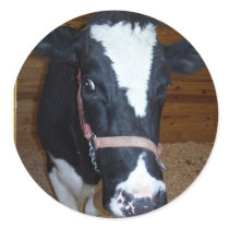 Cow Close Up Portrait stickers by thekingchivas Cow Close Up Portrait stickers