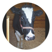 Cow Close Up Portrait stickers by thekingchivas Cow Close Up Portrait stickers
