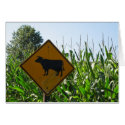 Cow Crossing cards