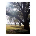 Cow Grazing in a Louisiana Pasture posters