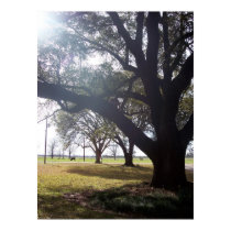 Cow Grazing in a Louisiana Pasture posters by OurSouthernCharm Cow Grazing in a Louisiana Pasture posters