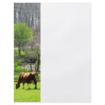 Cow Grazing in Pasture in Spring flyers