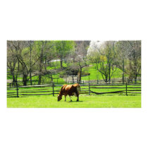Cow Grazing in Pasture in Spring Photo Card