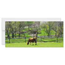 Cow Grazing in Pasture in Spring Personalized Rack Card