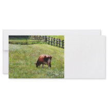 Cow Grazing in Pasture Custom Rack Card