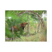 Cow_Hoop posters