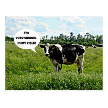 Cow Humor Post Cards