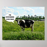 Cow Humor Poster