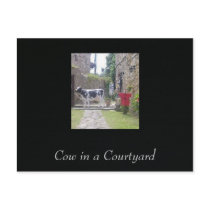 Cow in a Courtyard postcards by Stronsy Cow in a Courtyard postcards