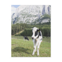 Cow In A Meadow, Fie Allo Sciliar, Alto Adige, Post Card
