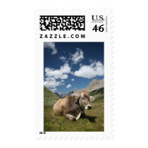 Cow in Pasture Stamp