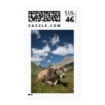 Cow in Pasture postage