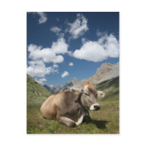 Cow in Pasture Postcard