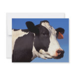 Cow Custom Announcement