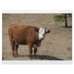 Cow letterhead