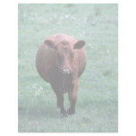 Cow Letterhead Design
