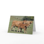 Cow licking calf card