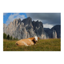 cow looking at camera with Dolomites background posters