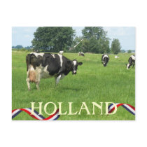 Cow looking at You Holland Cows Postcard