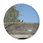Cow Looking over Bridge Llangollen Canal Magnet Cow Looking over Bridge Llangollen Canal Magnet
