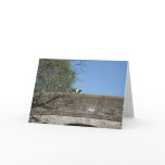 Cow Looking over Bridge Llangollen Canal Notecard Cow Looking over Bridge Llangollen Canal Notecard