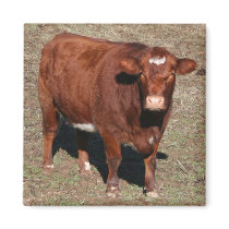 Cow Magnet magnets