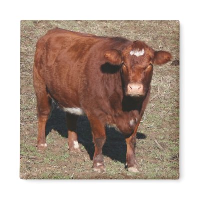 Cow Magnet by rfstuff