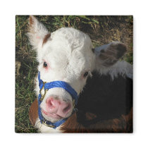 Cow Magnet by ashale8 Cow Magnet