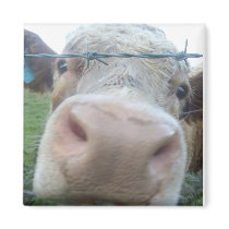 cow magnet