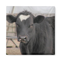 Cow magnets by clarabellesbarn Cow magnets