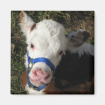 Cow Magnet